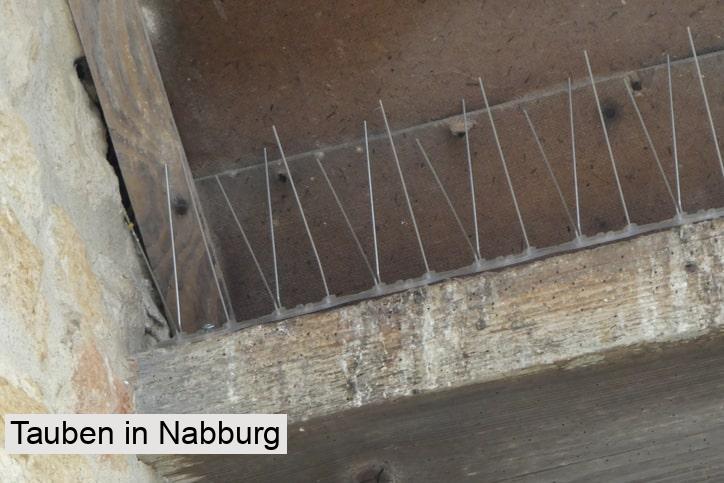 Tauben in Nabburg